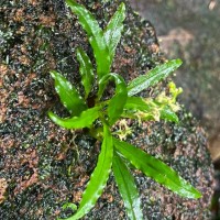 Malaxis thwaitesii Bennet